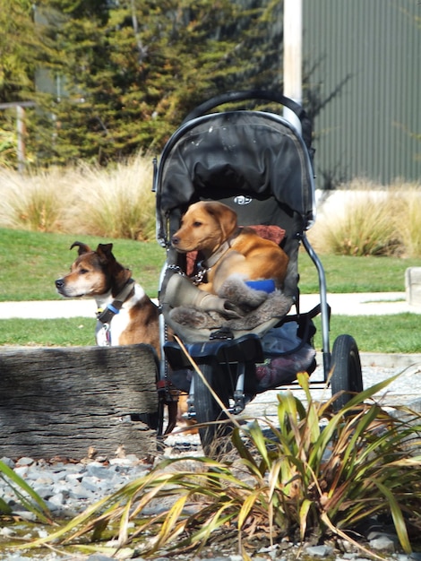 Photo dogs on baby stroller in street