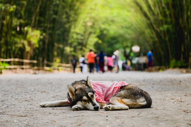 Photo dogs in the bamboo forest in thailand