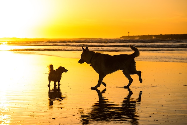Foto cani sulla spiaggia contro un cielo arancione