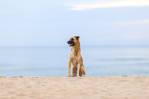 Dogs on the beach in the morning.Soft focus