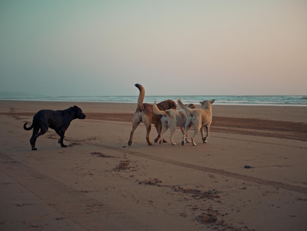 Dogs on beach at sunset