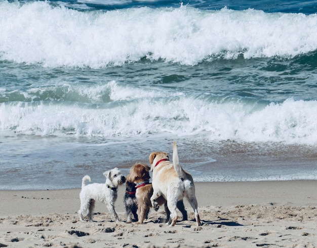 Photo dogs on beach