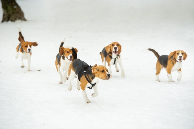 Dogs of the Beagle breed play in the snow in the winter outdoors.