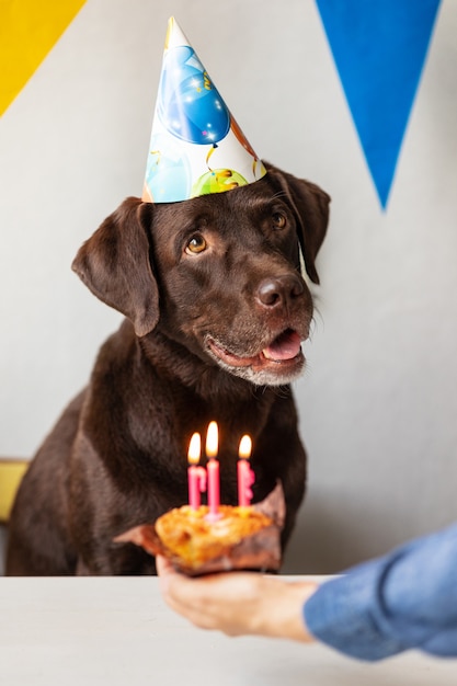 The dogs birthday the holiday is the birthday of a pet candles\
and a cake for a labrador retriever