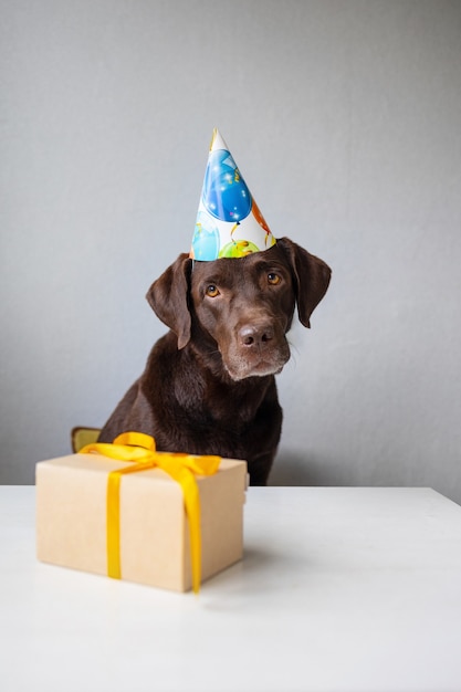 Il compleanno dei cani la festa è il compleanno di un animale domestico candele e una torta per un labrador retriever