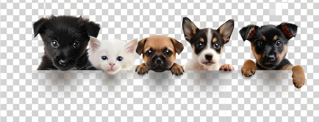 Dogs and cats peeking over a white wall showcasing various dog breeds