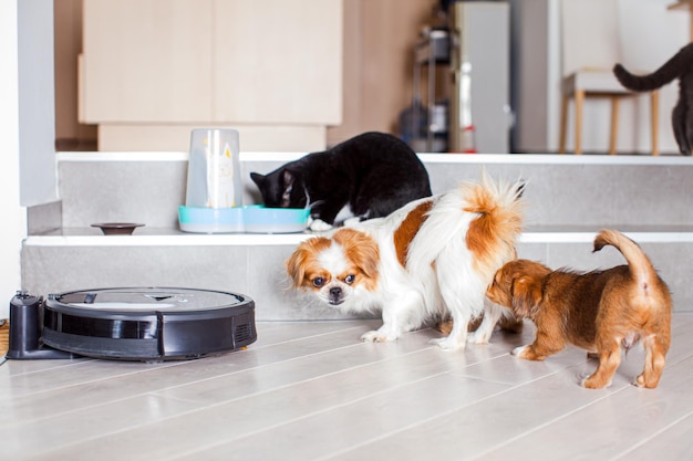 dogs and cats playing together at home while robotic vacuum cleaner cleaning the room modern innovation for comfortable life with pets
