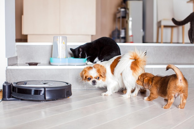 Dogs and cats playing together at home while robotic vacuum cleaner cleaning the room Modern innovation for comfortable life with pets