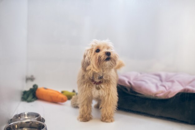 犬。飼い主を待っているペットホテルのかわいいふわふわ犬