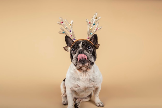 黄色の背景にトナカイの衣装でクリスマスの服を着た犬