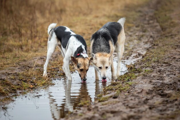 Dogs drinking in puddle on field cloudy day