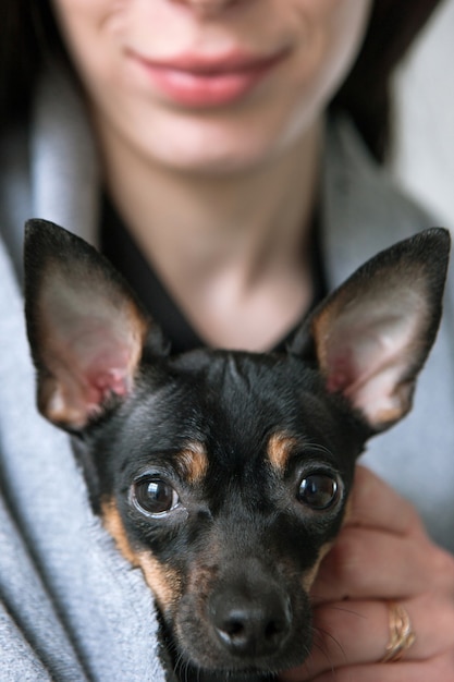 Dogs face closeup with loving owner on backdrop. Black Toy Terrier and woman with dark hair in selective focus