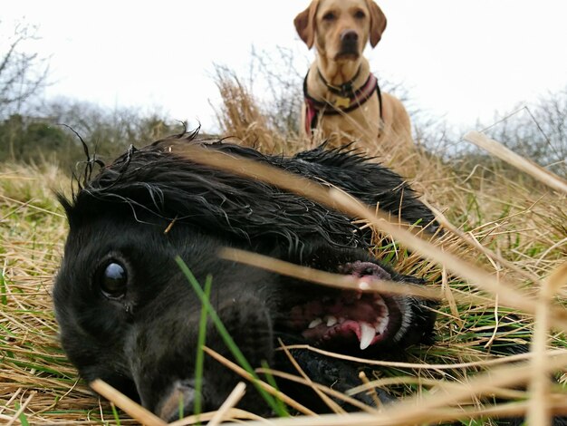 Foto cani sul campo contro il cielo