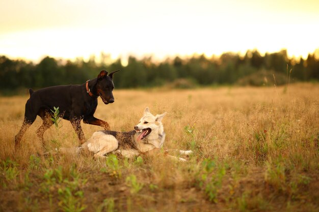 Dogs in a field