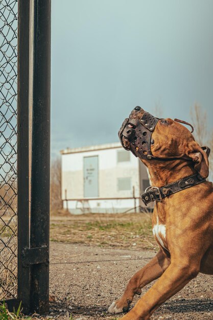 Foto cani sul campo