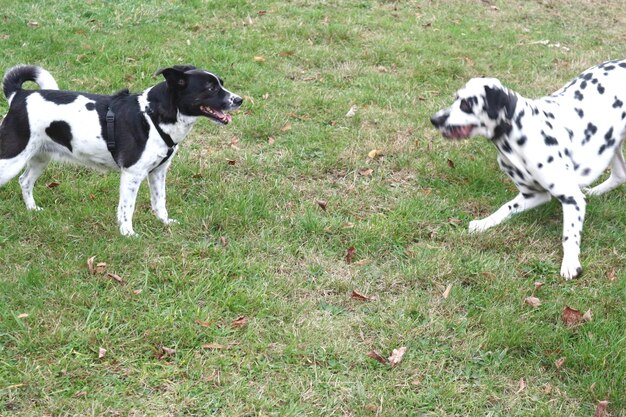 Dogs on field