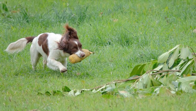 Photo dogs on field