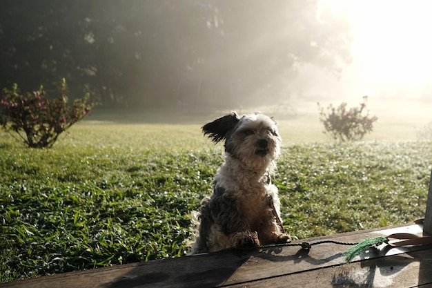 Photo dogs on field