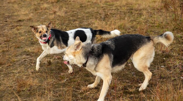 秋の野原曇りの日に戦う犬