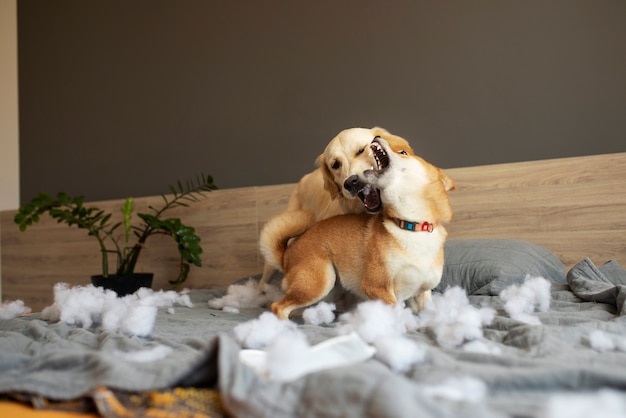 Photo dogs fighting in bed with stuffing