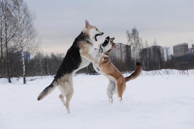 写真 雪に覆われた土地で犬が戦っている