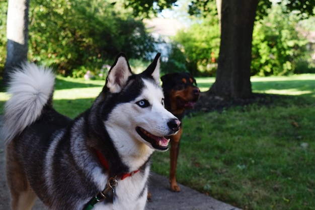 公園の歩道の犬