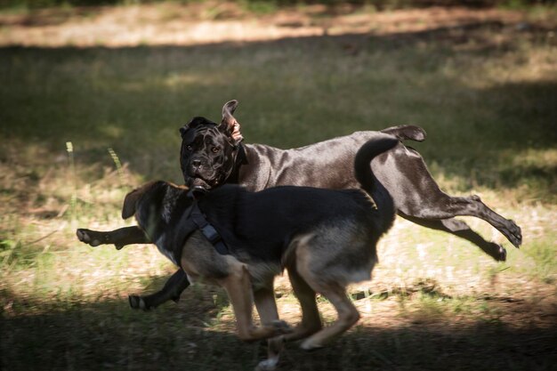 Photo dogs on grass