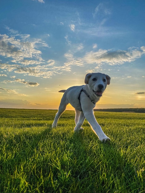 Foto cani sul campo erboso contro il cielo durante il tramonto