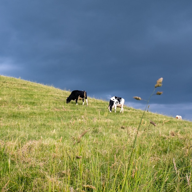 Foto cani sul campo erboso contro il cielo