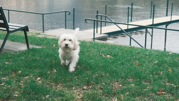 Dogs on grassy field