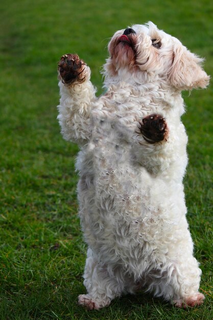 Photo dogs on grassy field