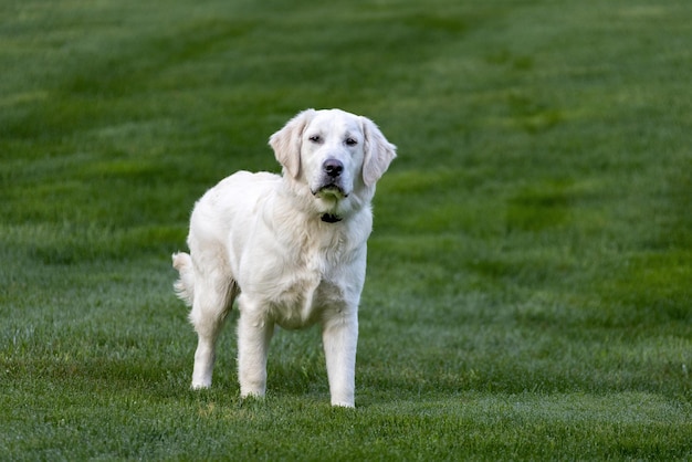 Photo dogs on grassy field