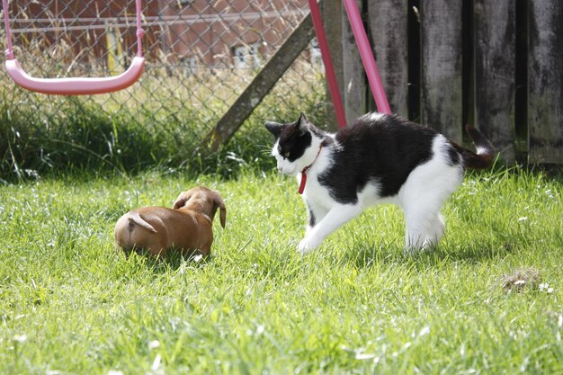 Dogs on grassy field