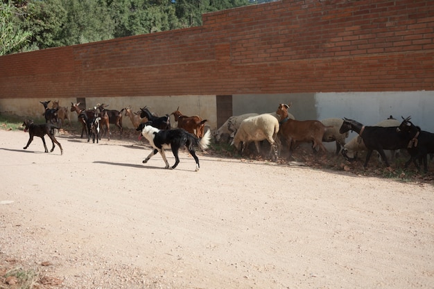 Dogs graze a herd of goats and sheep in the shade of a building.