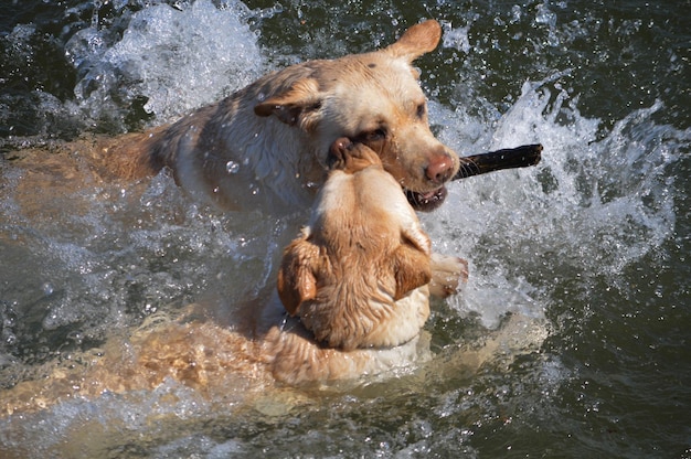 Photo dogs in lake