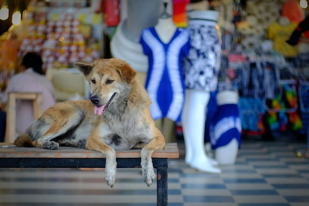 Foto cani che guardano da un'altra parte