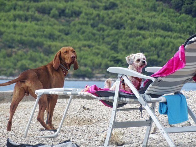 Foto cani che si sdraiano sulla spiaggia