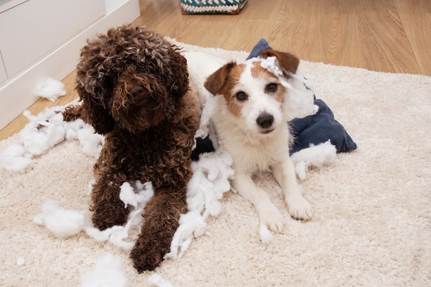 犬の服従の概念。 2匹の子犬が枕を破壊しました。