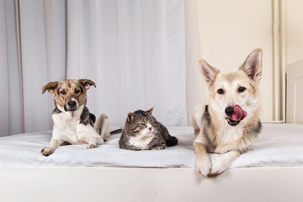 Dogs and old cat resting on bed