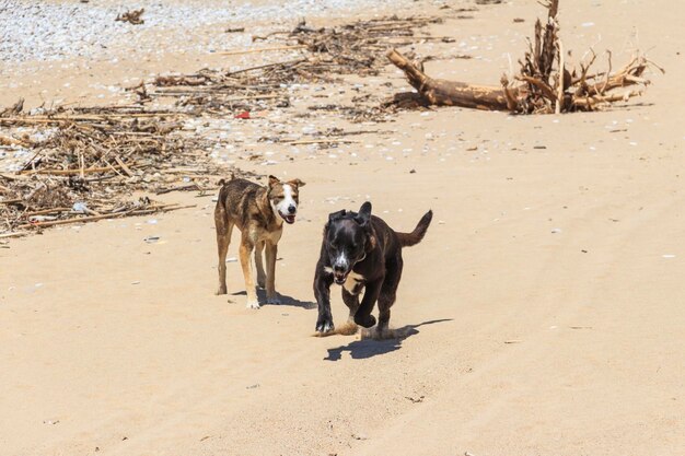 写真 ビーチでの犬