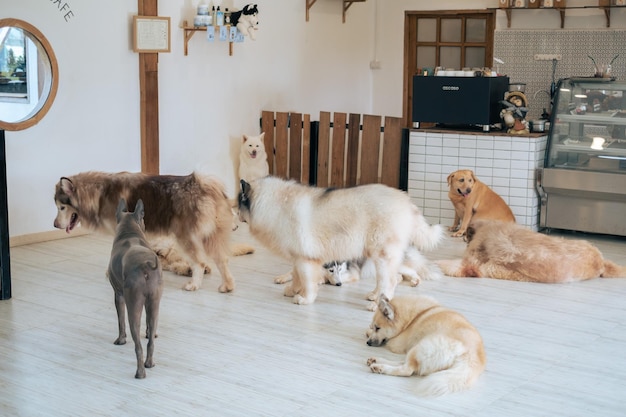 写真 床に犬が乗っている