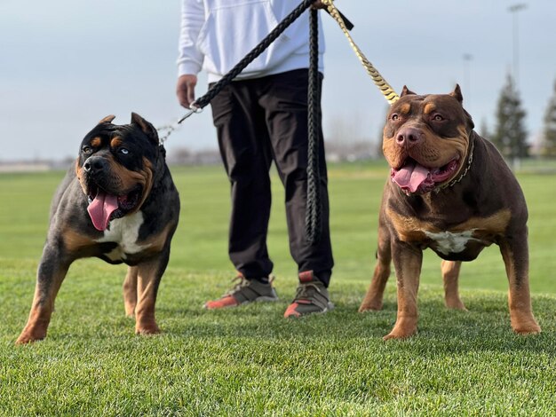 写真 草原の犬たち