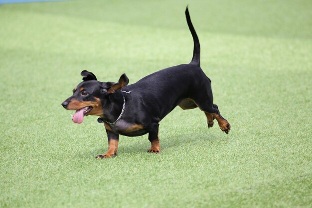 写真 草原の犬たち