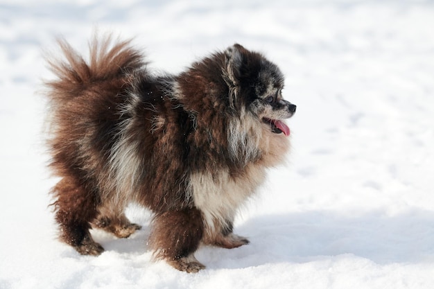 写真 雪に覆われた畑の犬