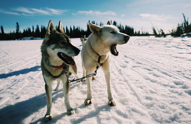 Фото Собаки на снежном поле против неба