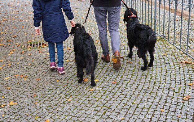 写真 路上にいる犬