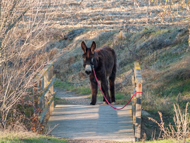 Foto cani al parco