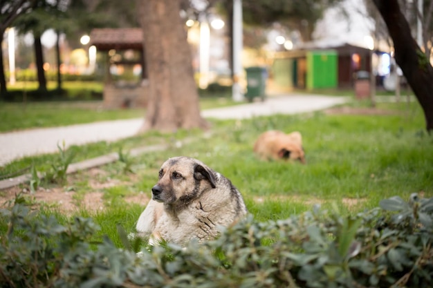 Photo dogs in park