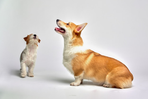 Dogs play in the studio on a white