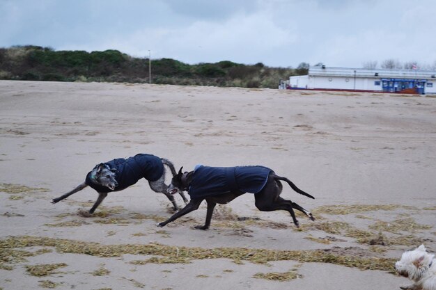 写真 ビーチで遊ぶ犬